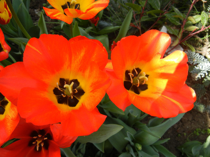 Tulipa Orange Bowl (2012, April 25)