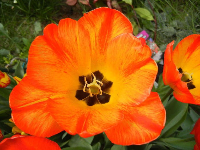 Tulipa Orange Bowl (2012, April 26)