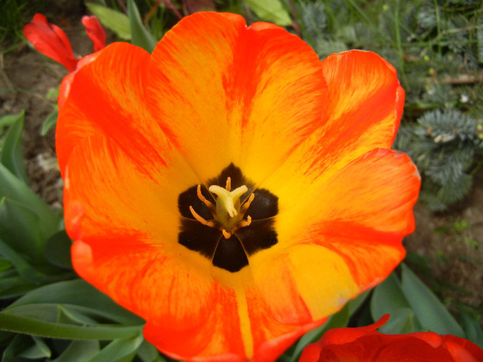Tulipa Orange Bowl (2012, April 26) - Tulipa Orange Bowl