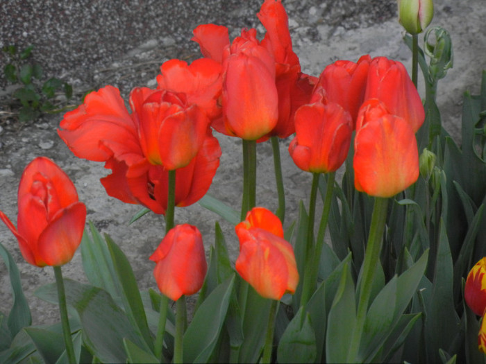 Tulipa Orange Bowl (2012, April 26)