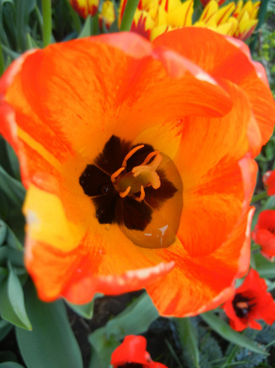 Tulipa Orange Bowl (2012, April 27)