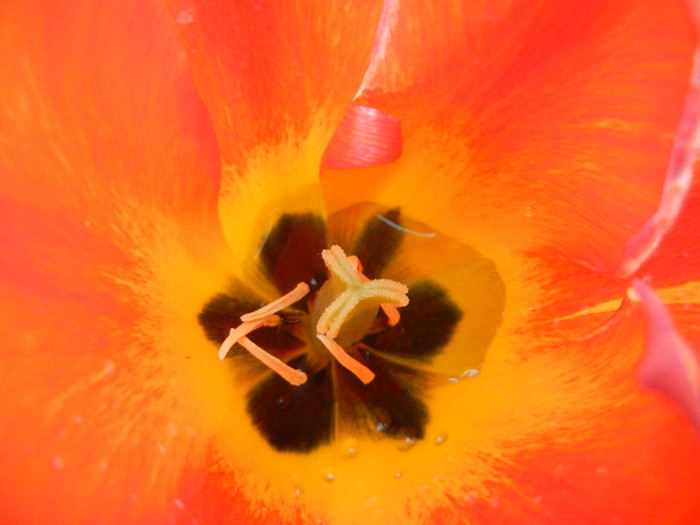Tulipa Orange Bowl (2012, April 27)