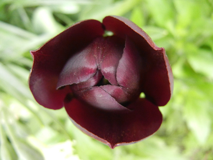 Tulipa Queen of Night (2012, April 26)