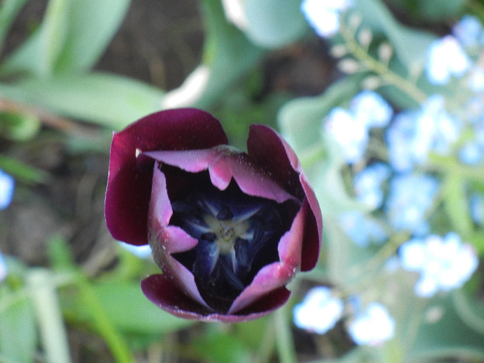Tulipa Queen of Night (2012, April 28)