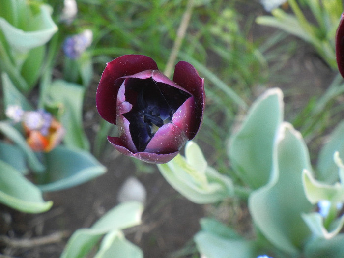 Tulipa Queen of Night (2012, April 28)