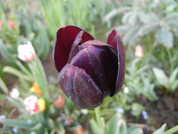 Tulipa Queen of Night (2012, April 29)