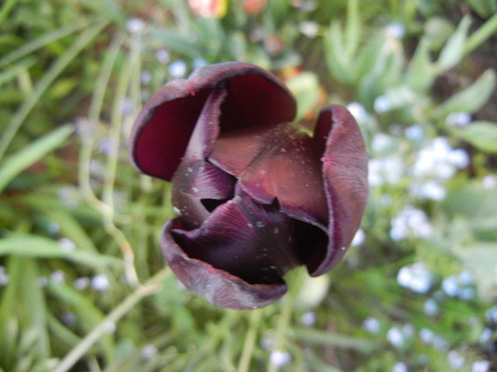 Tulipa Queen of Night (2012, April 29)