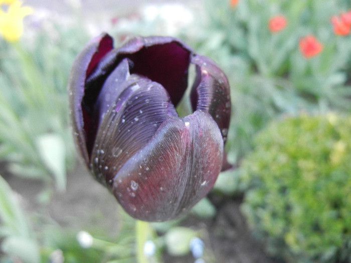 Tulipa Queen of Night (2012, April 30) Tulipa Queen of Night (2012, April 30)