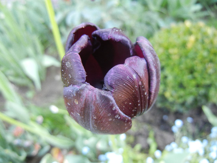 Tulipa Queen of Night (2012, April 30) Tulipa Queen of Night (2012, April 30)