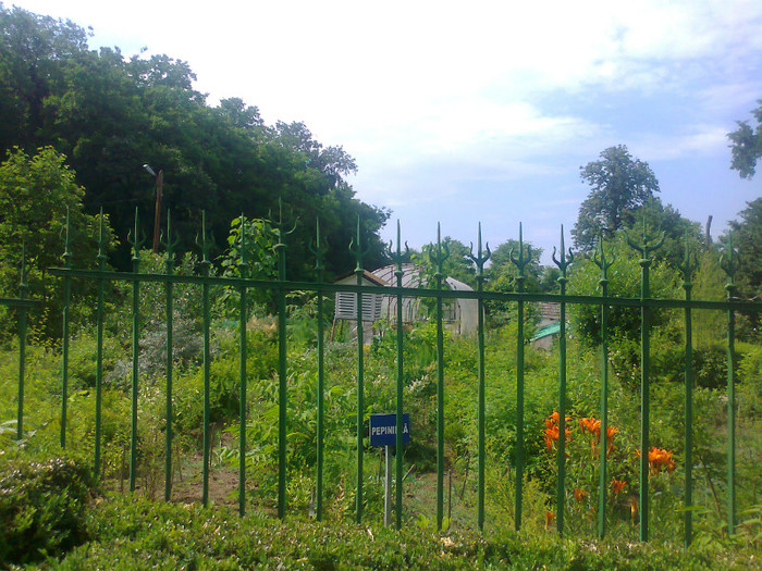 Fotografie0573 - MACEA