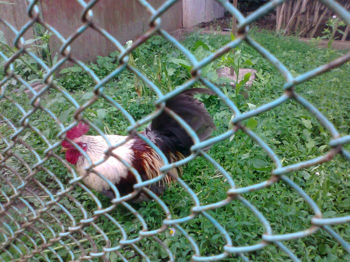 Fotografie0581 - MACEA