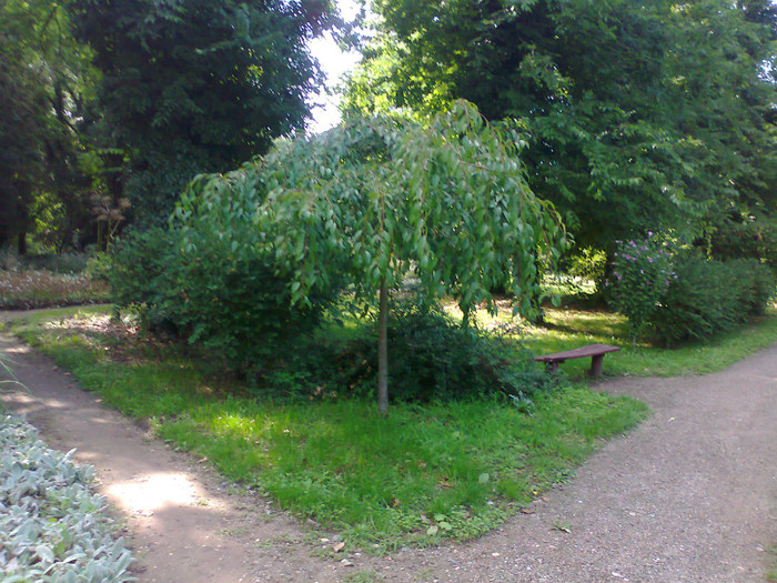 Fotografie1458 - MACEA