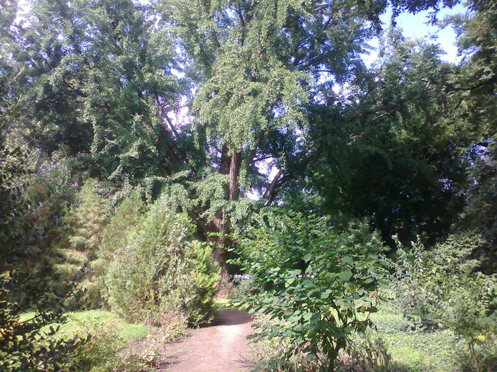 Fotografie1460 - MACEA