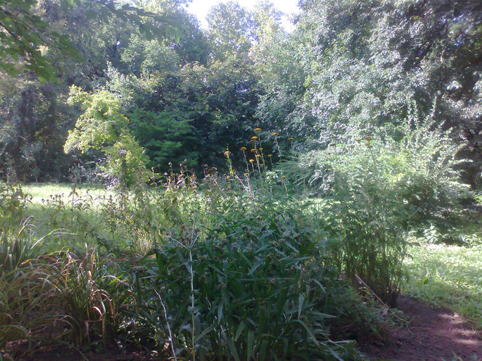 Fotografie1475 - MACEA