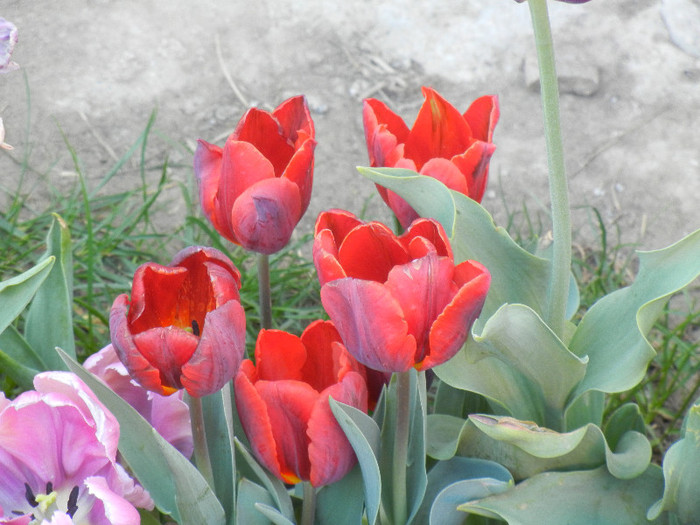 Tulipa Bastogne Parrot (2012, April 28) - Tulipa Bastogne Parrot