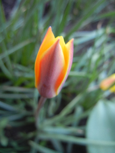 Tulipa clusiana Chrysantha (2012, Apr.27) - Tulipa Chrysantha