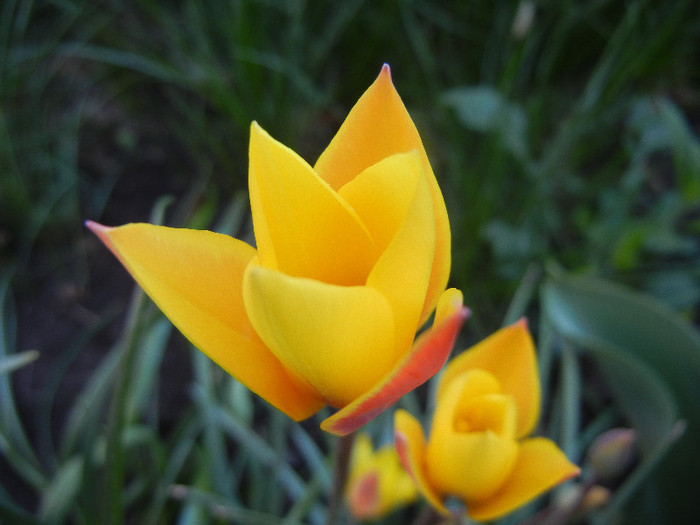 Tulipa clusiana Chrysantha (2012, Apr.28) - Tulipa Chrysantha