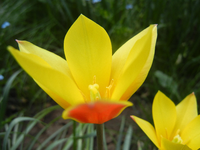 Tulipa clusiana Chrysantha (2012, Apr.28)