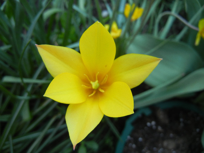 Tulipa clusiana Chrysantha (2012, Apr.30)