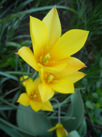 Tulipa clusiana Chrysantha (2012, Apr.30) - Tulipa Chrysantha