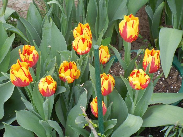 Tulipa Mickey Mouse (2012, April 26) Tulipa Mickey Mouse (2012, April 26)