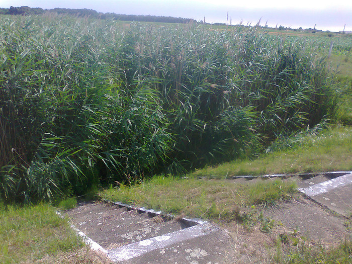 Fotografie0688 - MACEA