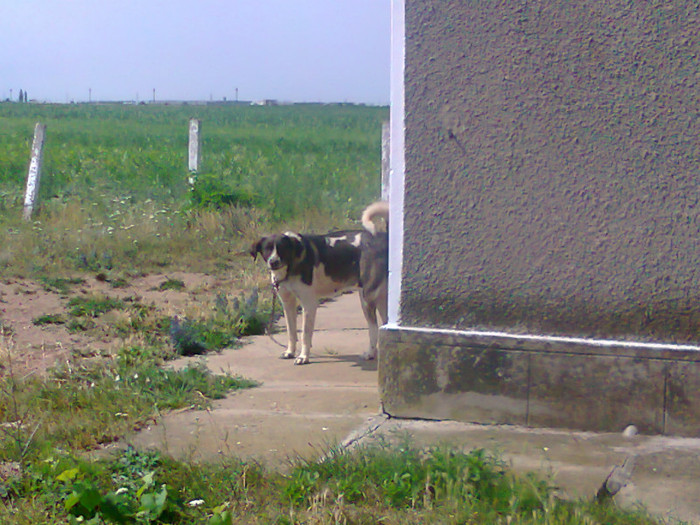 Fotografie0690 - MACEA