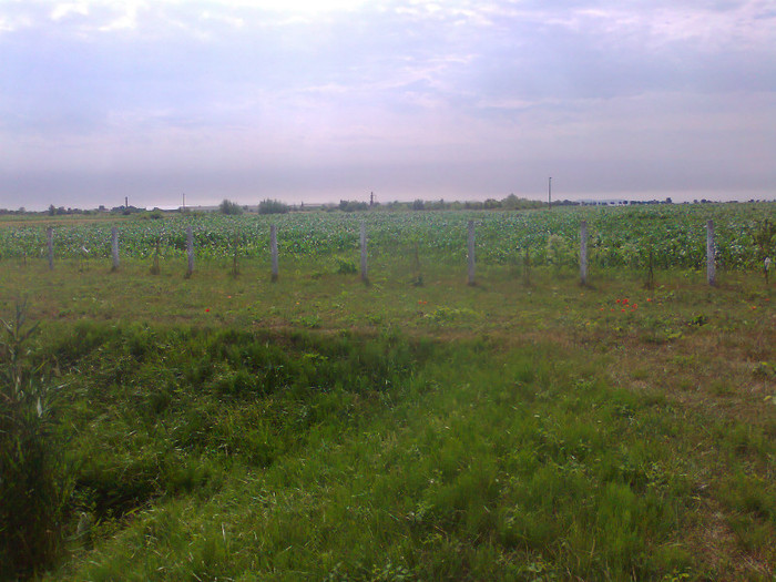 Fotografie0691 - MACEA