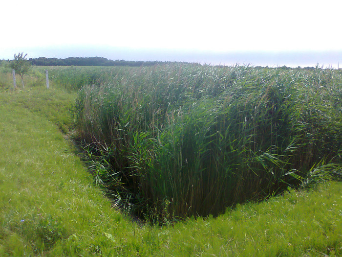 Fotografie0694 - MACEA