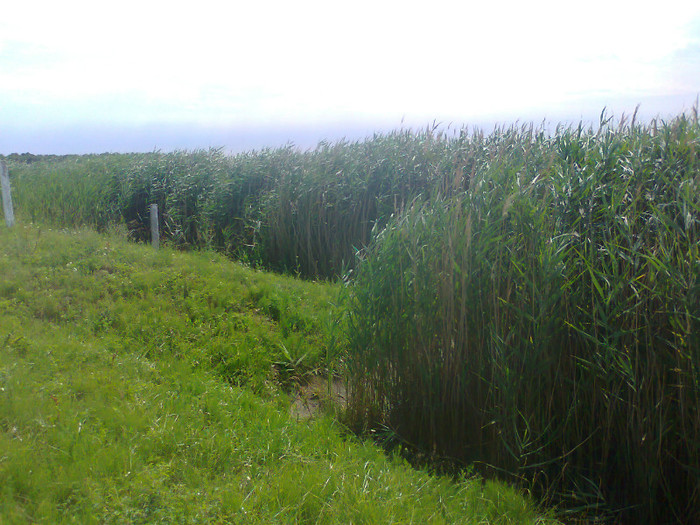 Fotografie0697 - MACEA