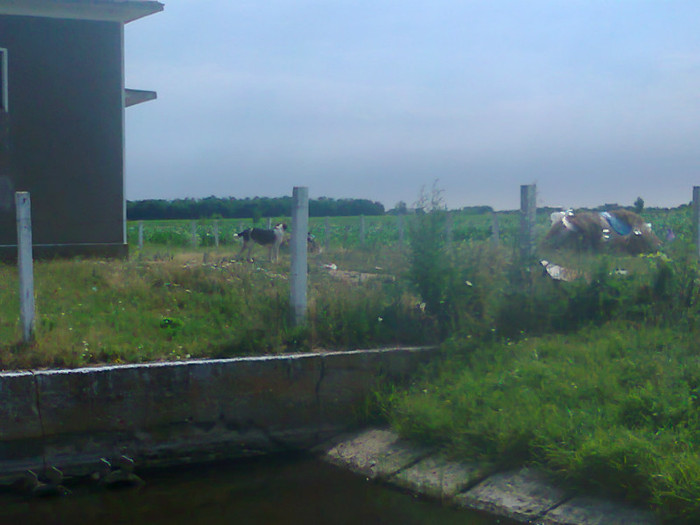 Fotografie0703 - MACEA