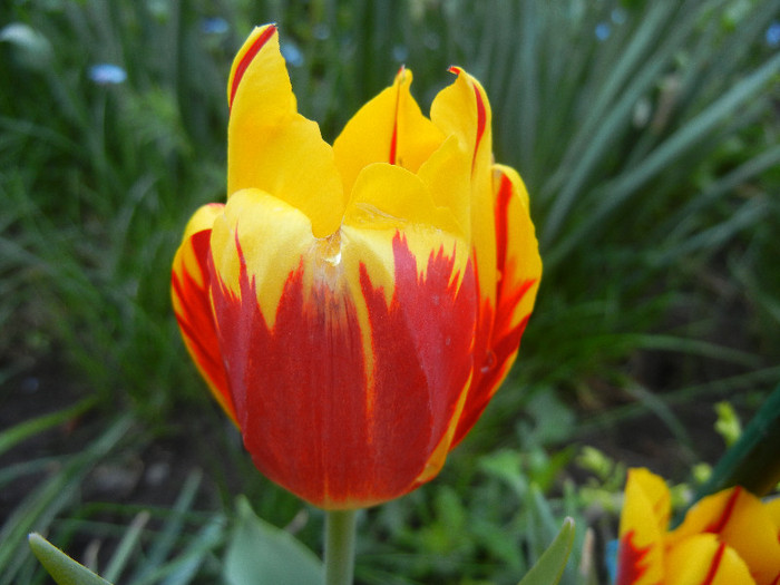 Tulipa Mickey Mouse (2012, April 27) Tulipa Mickey Mouse (2012, April 27)