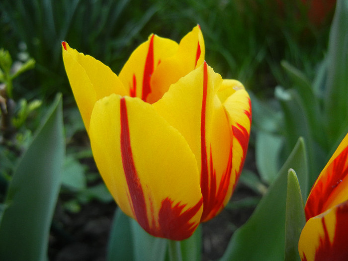 Tulipa Mickey Mouse (2012, April 27) Tulipa Mickey Mouse (2012, April 27)