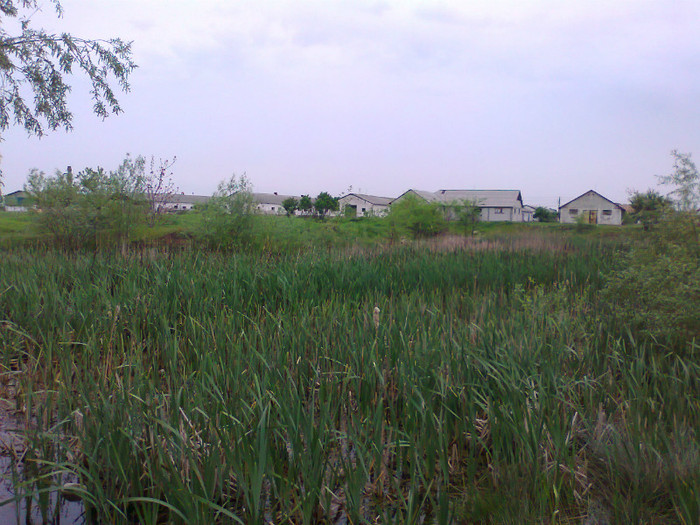 Fotografie0378 - MACEA