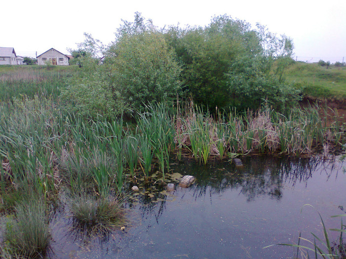 Fotografie0379 - MACEA