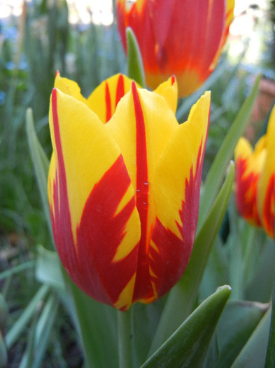 Tulipa Mickey Mouse (2012, April 27) Tulipa Mickey Mouse (2012, April 27)