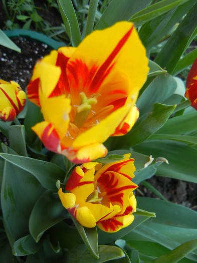 Tulipa Mickey Mouse (2012, April 27)