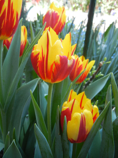 Tulipa Mickey Mouse (2012, April 27) Tulipa Mickey Mouse (2012, April 27)