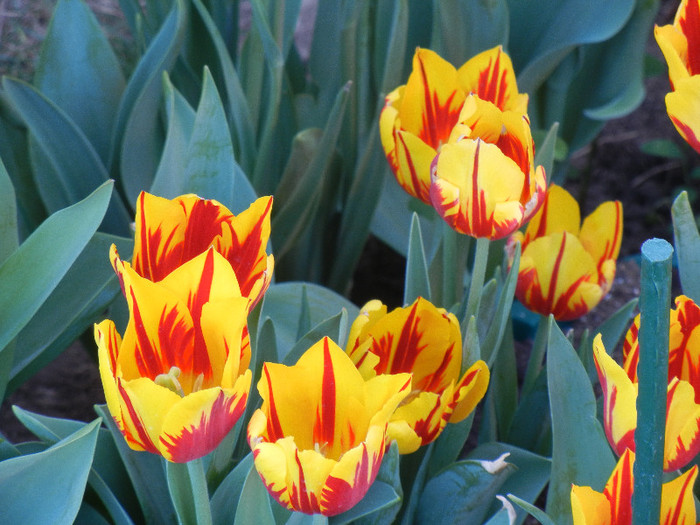 Tulipa Mickey Mouse (2012, April 28) Tulipa Mickey Mouse (2012, April 28)