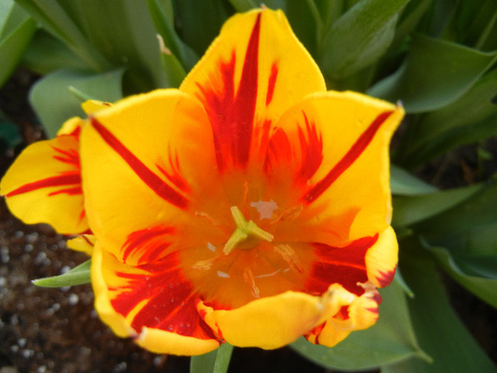 Tulipa Mickey Mouse (2012, April 29) Tulipa Mickey Mouse (2012, April 29)
