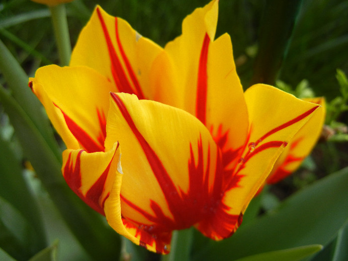 Tulipa Mickey Mouse (2012, April 29) Tulipa Mickey Mouse (2012, April 29)