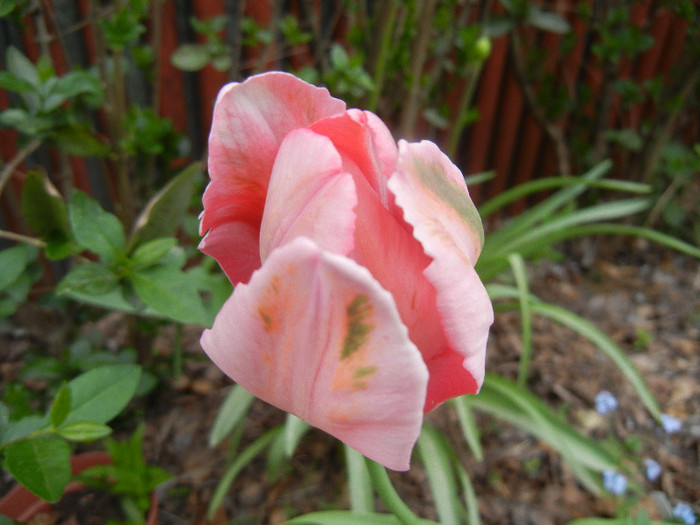 Tulipa Fantasy Parrot (2012, April 26)