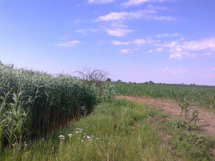 Fotografie0721 - MACEA