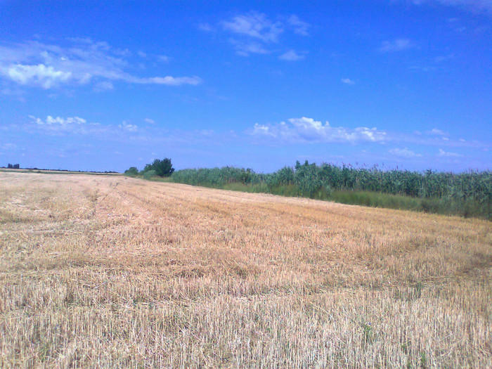 Fotografie0722 - MACEA