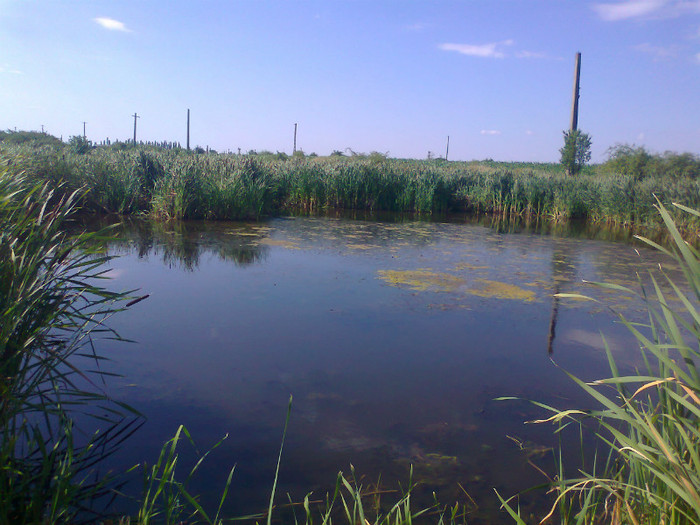 Fotografie0733 - MACEA