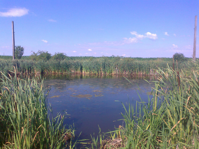 Fotografie0739 - MACEA