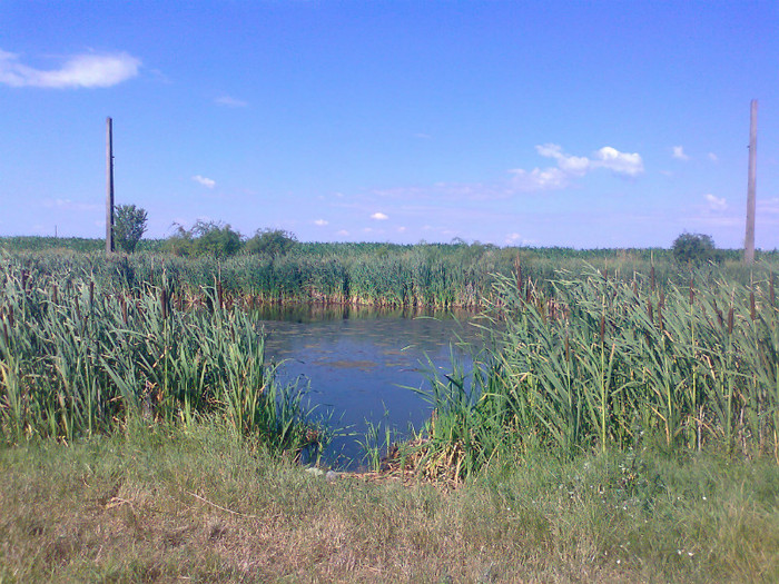 Fotografie0740 - MACEA