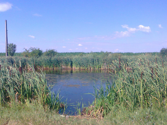 Fotografie0741 - MACEA