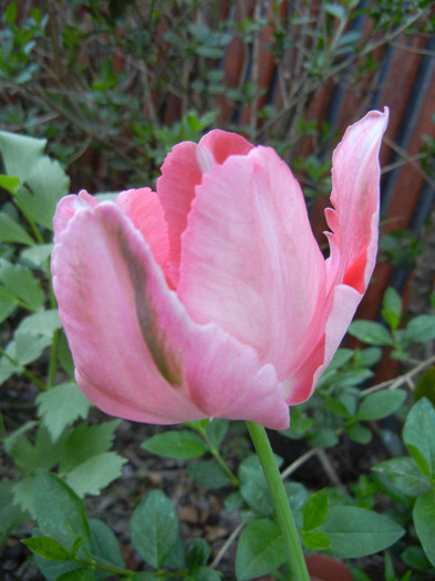 Tulipa Fantasy Parrot (2012, April 28)