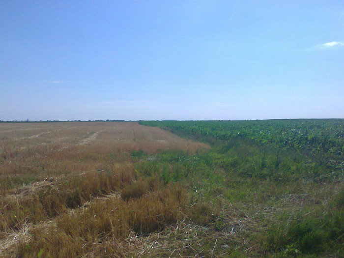 Fotografie0746 - MACEA